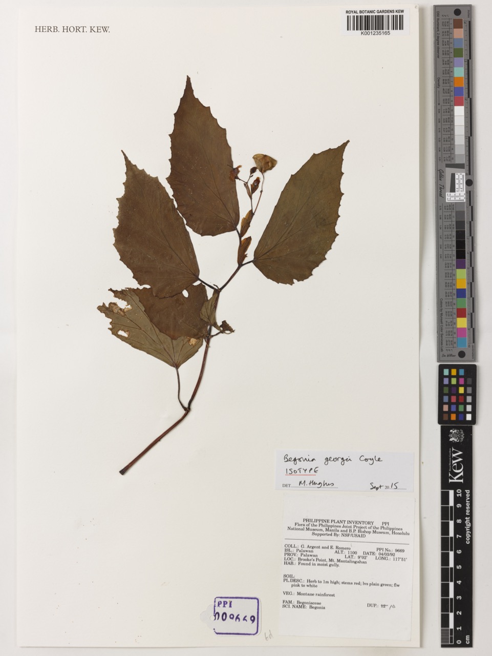 B. georgei